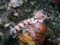 I can see your knickers! Two nudibranches play follow my leader.