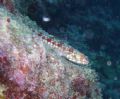 Image taken from the shores of Okinawa, Japan with Sea&Sea DX-750G no strobe used