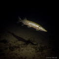 Pike in a Belgian lake