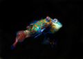Mating mandarin fish taken at dusk on Paradise dive site in Mabul.