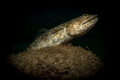 Lizard Fish shot on Flamingo Wall Lanzarote in October just after storm.