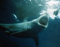 Great White taken at isla Guadalupe