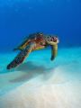 Shadows in the Sand. Saw this Green Sea Turtle when I was checkin my back for sharks. Just luck he was passing by.