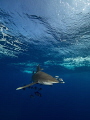 Oceanic White Tip Shark at Elphinstone