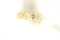 Pygmy Squid having dinner