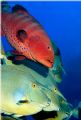 Grouper and Unicornfish, taken in Ras Mohammed last June. D100 with 2 YS90 strobes.