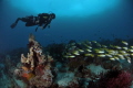 KEEP CALM and DIVE
