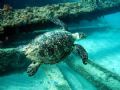 puertorican Carey. I took the picture while I was diving at 