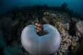 Anemone Fish