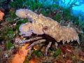 Slipper (or spanish) lobster near Crocodile Rock on Gozo