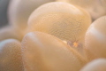 Bubble Coral Shrimp