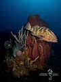 Passing by

Nassau Grouper (Epinephelus striatus), Roatan, Honduras

Olympus OMD EM5 MkII, Fisheye Panasonic 8mm lens, Nauticam Housing, Dual Inon Z-240 Strobes
1/250, f/18, ISO100