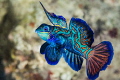 Male Mandarin Fish Display, Yap.