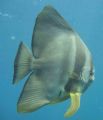 Batfish taken at south west rocks NSW with Canon powershot