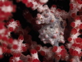 pygmy seahorse taken at Anilao, Batangas, Philipines at depth 15meter. Using Olympus OEM-EM1 with Nauticam housing and Sea&Sea x2 Strobe, SMC dioptor with the close up shot.