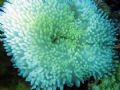 Anemone and shrimp.