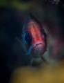 This cute squirrelfish was peeking through a hole in the coral and I was there ready to capture his surprise moment!