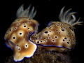 Leopard Chromodoris (Chromodoris leopardus), Hypselodoris tryoni
Anilao , Batangas, Philippine