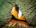 This little clownfish was very protective of his eggs laid under the sea anemone!