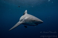 Up close free diving with Bull sharks