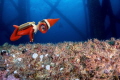 Elf on the Eureka oil rig.