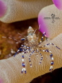 Shrimply Bluetiful

Spotted Cleaner Shrimp (Periclimenes yucatanicus) with Giant Anemone (Condylactis gigantea), Roatan, Honduras.


Olympus OMD EM5 MkII, 60mm Macro Lens, Subsee +10, Nauticam Housing, Dual Inon Z-240 Strobes
1/125, f18, ISO100