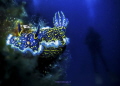 Felimare Picta & diver