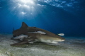 Lemon shark