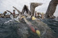 Photograhing brown pelicans who wait for the local fishermen to discrd their catch.