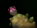 Pink goggled sentinel