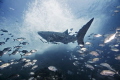 Whaleshark and Entourage of Jacks - Sailrock, Thailand
