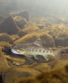 Brown Trout (Salmo trutta fario)