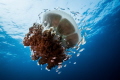 Rhizostome Jellyfish and a colony of inhabitants