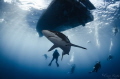 Silky Shark, Playing with sharks, Jardines de la Reina. Cuba