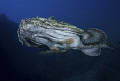 Angler fish or Star Trek?