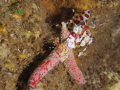 Harlequin Shrimp