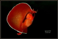 Sea slug, taken 22.7.2015 at depth of approx 20m.