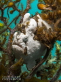Painted frogfish (Antennarius pictus)
Dauin, Philippines
April 2015
Canon G16 - Single S&S YS-D1 - 1/125, f/8, ISO 80