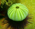 The living and the dead.......sea urchin hiding under a skeleton