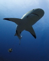 Shark with hook and attached fishing line.