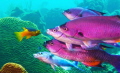 I noticed this school of Creole Wrasse hanging around a coral head, so went over to investigate. They were all trying to get the attention of the little purple and yellow Royal Gramma. The wrasse kept jostling for position trying to get the Royal Gra