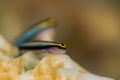 Goby Fish, the Dental Hygienist of the Seas ! These two little tiny gobies were taking a break on the coral head after cleaning a large grouper!