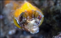 Tiger Pipefish, Filicampus tigris