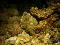 Common Octopus