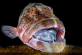 No way out   Giant Grouper breakfast ,