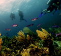 Creole Wrasse, Reef, and Divers at Atlantis Dive Site Isla Mujeres