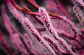 An Octocoral from Papudo, Chile.