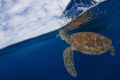 This turtle likes going up to the boats during the surface intervals and of course every time I see her I jump in and try to get shots like this :)