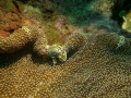 Crab making itself a home at nemos