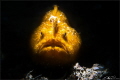 Striate Anglerfish, Antennarius striatus